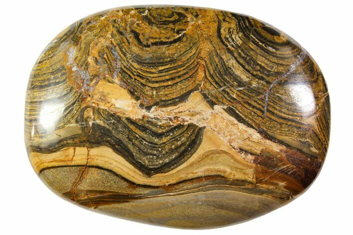Polished Stromatolite (Greysonia) Pebble - Bolivia #113512